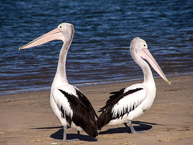 Uploaded File: pelicans.jpg